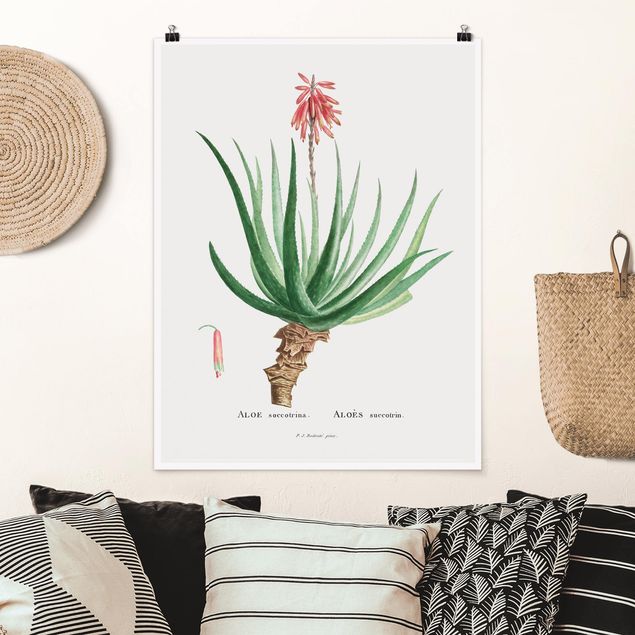 XXL Poster Botanik Vintage Illustration Aloe Rosa Blüte