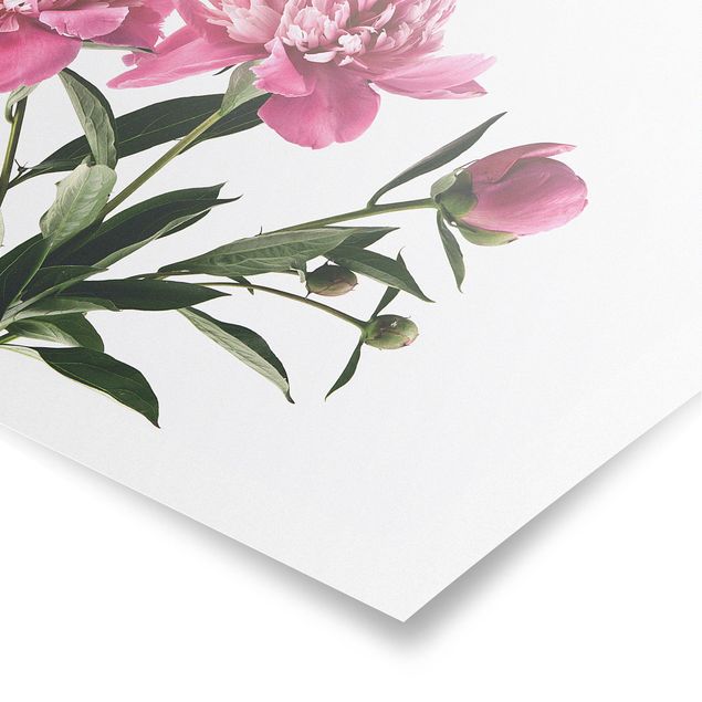 Poster bestellen Blüten und Knospen Pink auf Weiß