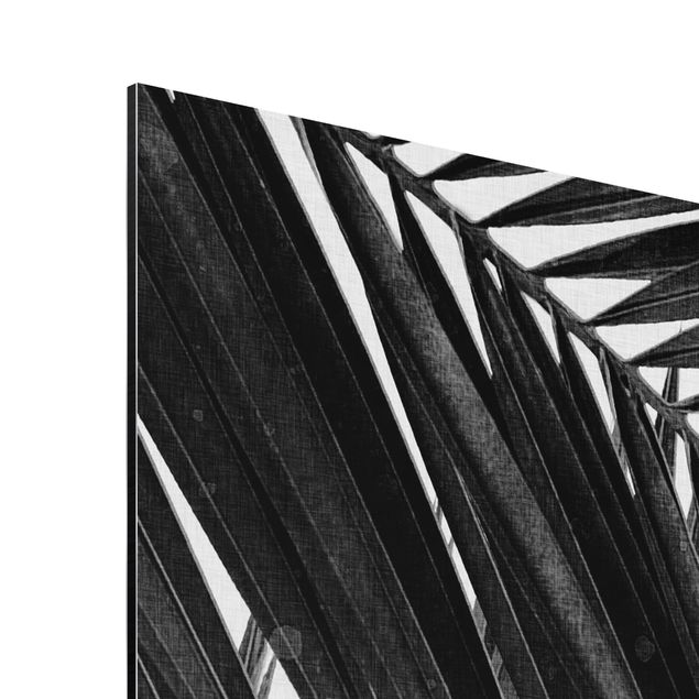 Alu-Dibond - Blick durch Palmenblätter schwarz weiß - Quadrat