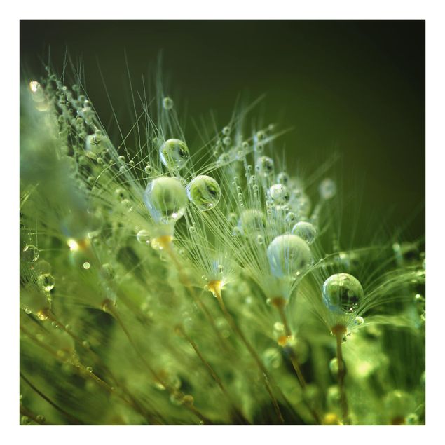 Glas Spritzschutz - Grüne Samen im Regen - Quadrat - 1:1