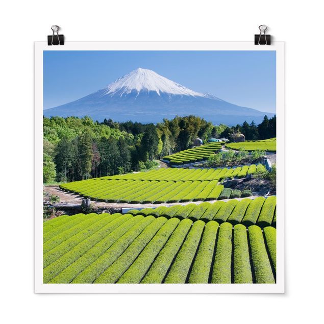 Landschaft Poster kaufen Teefelder vor dem Fuji
