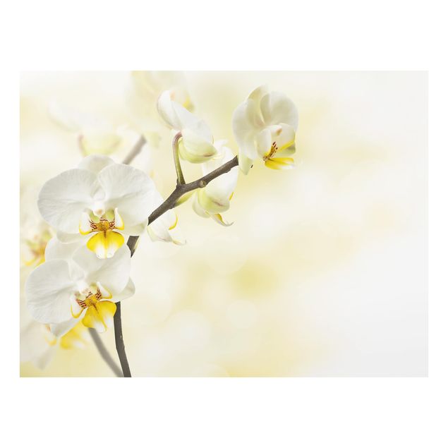 Glas Spritzschutz - Orchideen Zweig - Querformat - 4:3