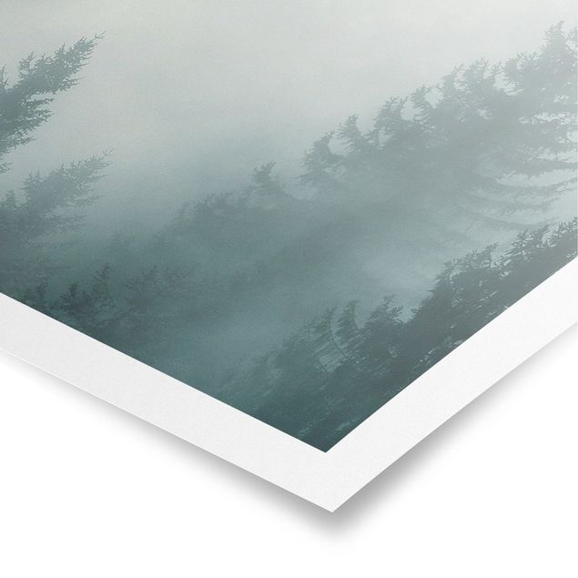 Wandbilder Nadelwald im Nebel
