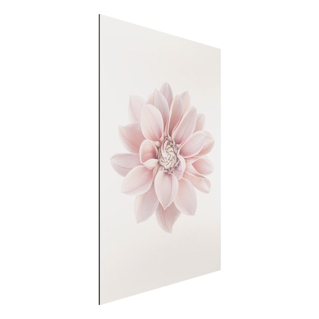 Alu-Dibond - Dahlie Blume Pastell Weiß Rosa - Querformat
