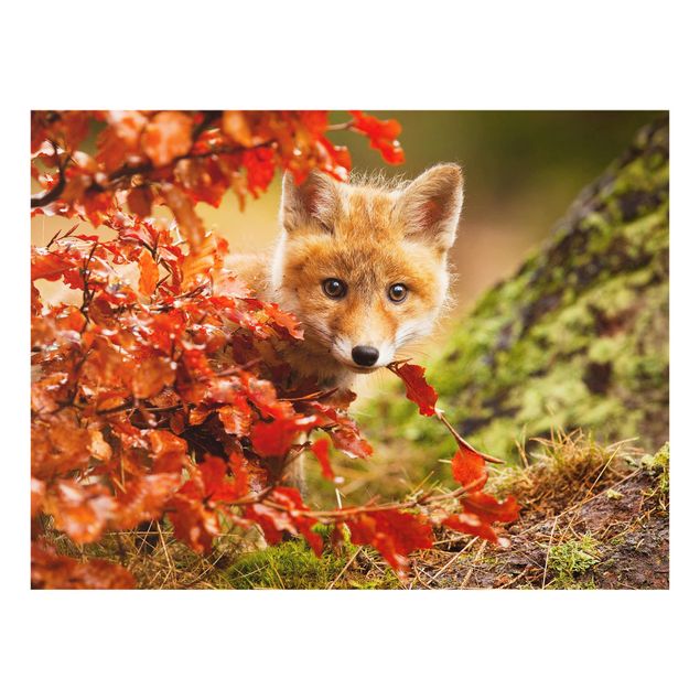Spritzschutz Tiere Fuchs im Herbst