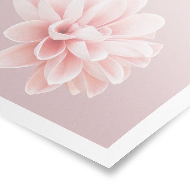 Poster Dahlie Blume Lavendel Rosa Weiß
