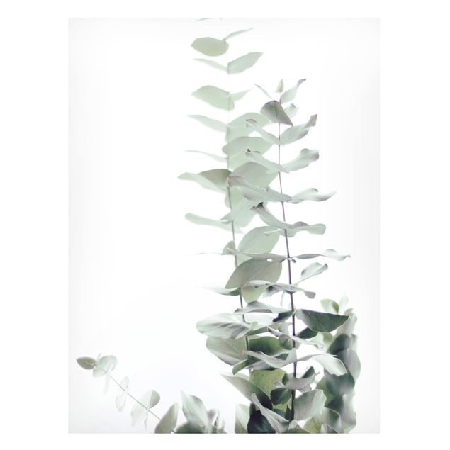 Magnettafel - Eukalyptus im Weißen Licht - Hochformat 3:4