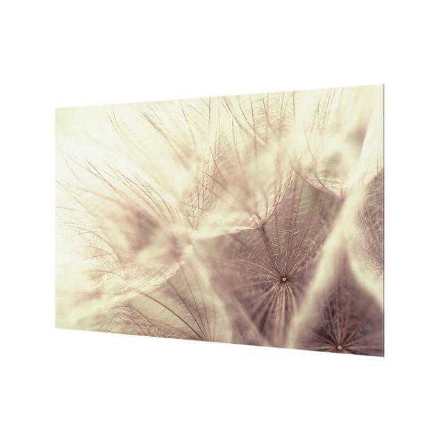 Spritzschutz Glas - Detailreiche Pusteblumen Makroaufnahme mit Vintage Blur Effekt - Querformat - 3:2