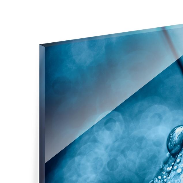 Glas Spritzschutz - Blaue Pusteblume im Regen - Quadrat - 1:1