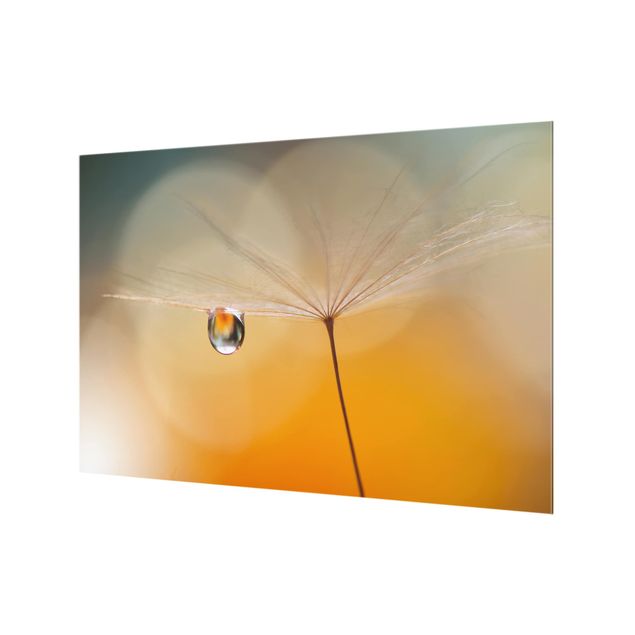 Spritzschutz Glas - Pusteblume in Orange - Querformat - 3:2