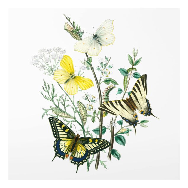 Glas Spritzschutz - Britische Schmetterlinge III - Quadrat - 1:1