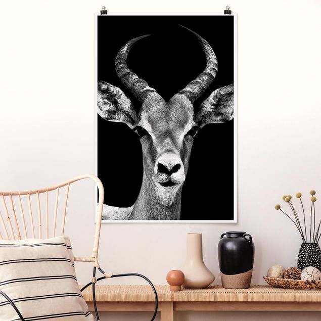 XXL Poster Impala Antilope schwarz-weiß
