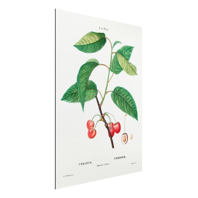 Bilder Botanik Vintage Illustration Rote Kirschen