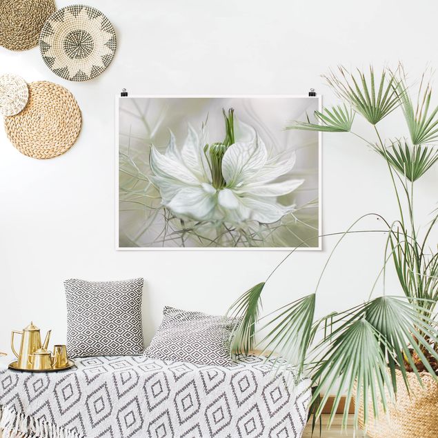 Blumen Poster Weiße Nigella