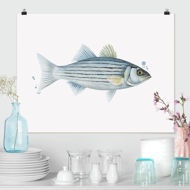 Poster Fische Farbfang - Weißbarsch