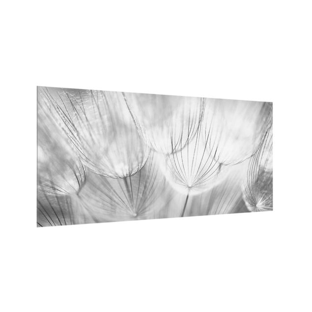 Spritzschutz Küche Pusteblumen Makroaufnahme in schwarz weiß