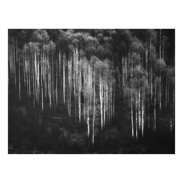 Foto auf Hartschaumplatte Birkenwald in Aspen