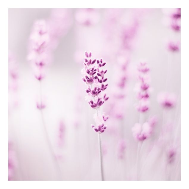 Spritzschutz Zartvioletter Lavendel