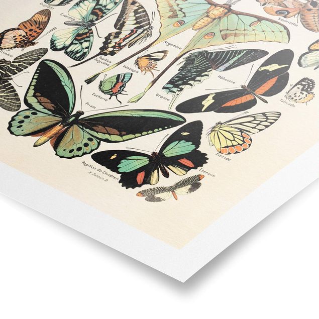 Poster kaufen Vintage Lehrtafel Schmetterlinge und Falter
