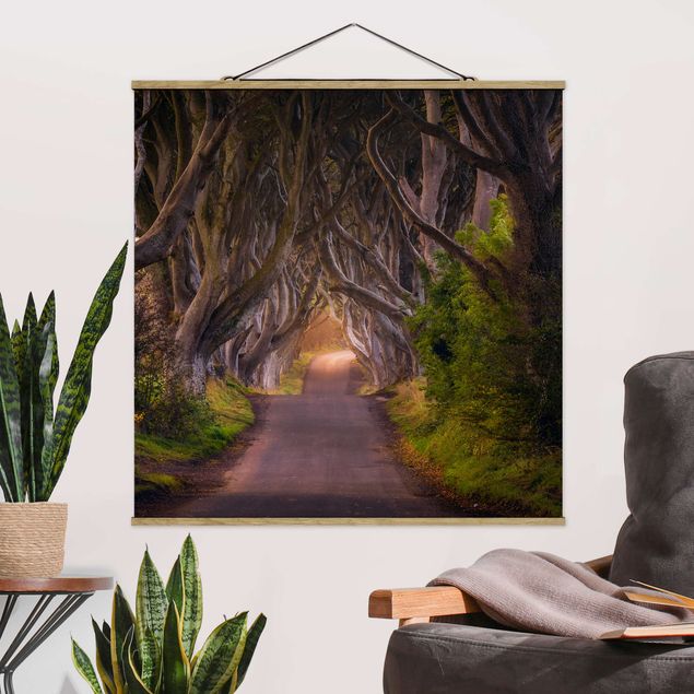 schöne Bilder Tunnel aus Bäumen