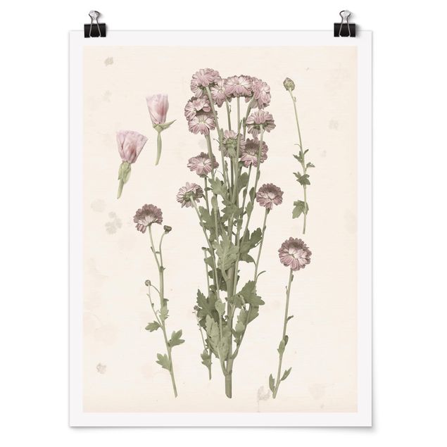 schöne Bilder Herbarium in rosa I