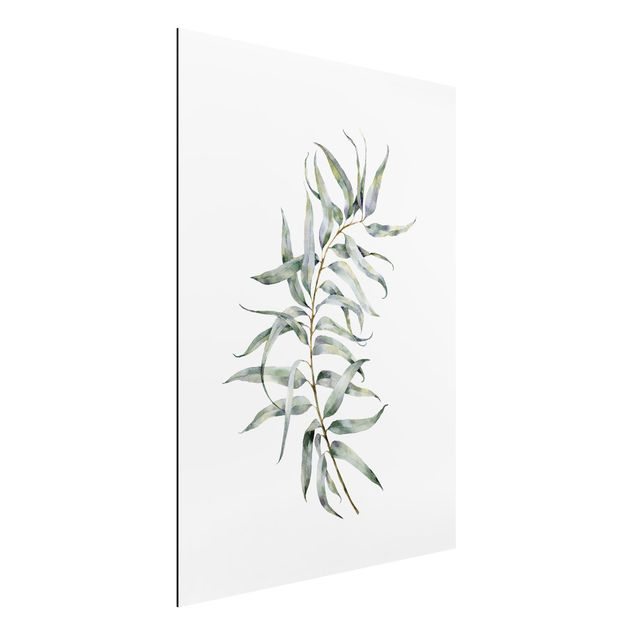Alu-Dibond - Aquarell Eucalyptus IV - Querformat
