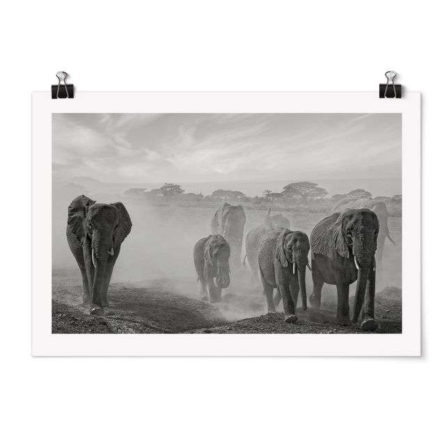 Poster Tiere Elefantenherde