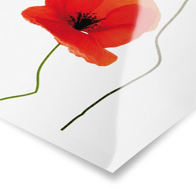 Poster kaufen Charming Poppies