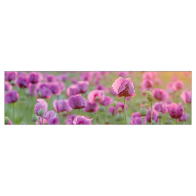 Küchenrückwand Motiv Violette Schlafmohn Blumenwiese im Frühling