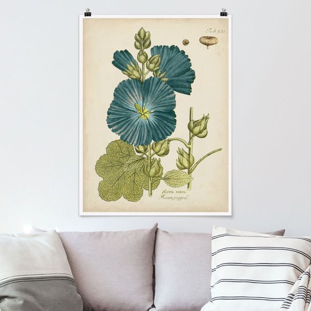 XXL Poster Vintage Botanik in Blau Rosenpappel