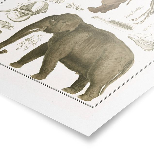 schöne Bilder Vintage Lehrtafel Elefant, Zebra und Nashorn