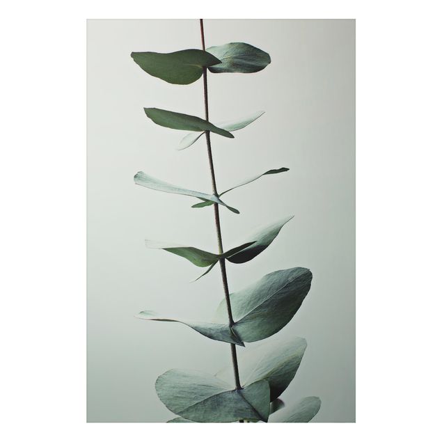 Alu-Dibond - Symmetrischer Eukalyptuszweig - Querformat