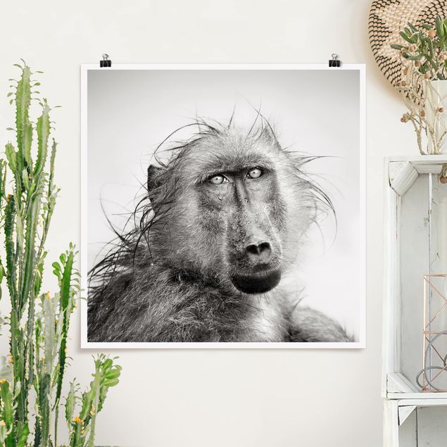 Wand Poster XXL Crying Baboon