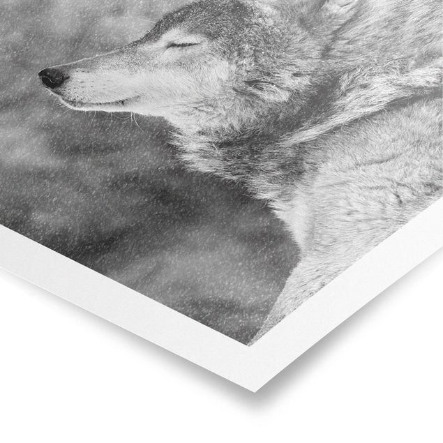 Poster - Winter Wolf - Quadrat 1:1