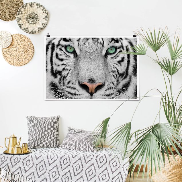 Wand Poster XXL Weißer Tiger