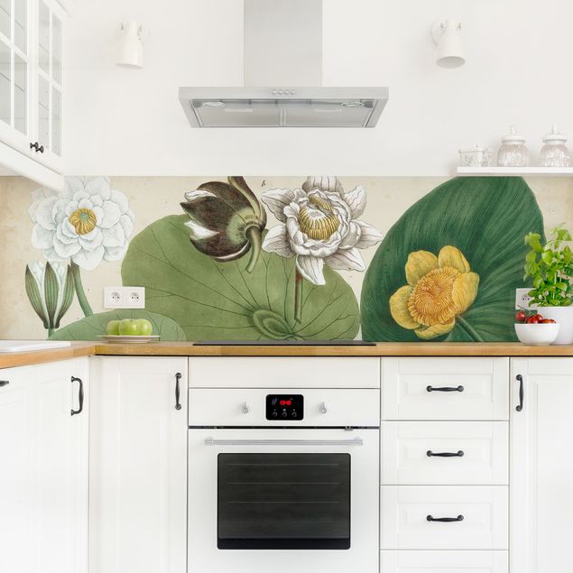 Küchenrückwand - Vintage Illustration Weiße Wasserlilie