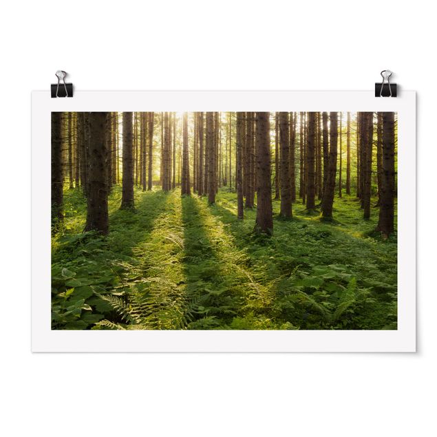 Poster - Sonnenstrahlen in grünem Wald - Querformat 2:3