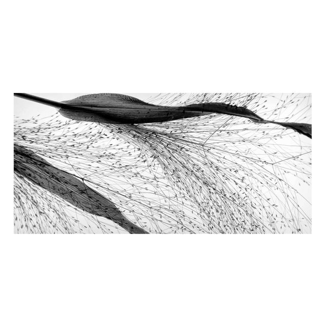 Magnettafel - Zartes Schilf mit feinen Knospen Schwarz Weiß - Panorama Querformat