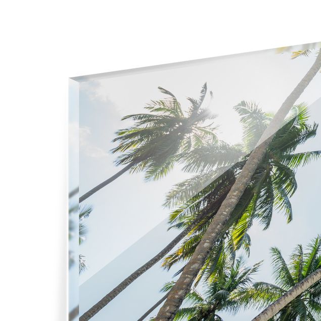 Spritzschutz Glas - Palmen Himmel - Panorama 5:2