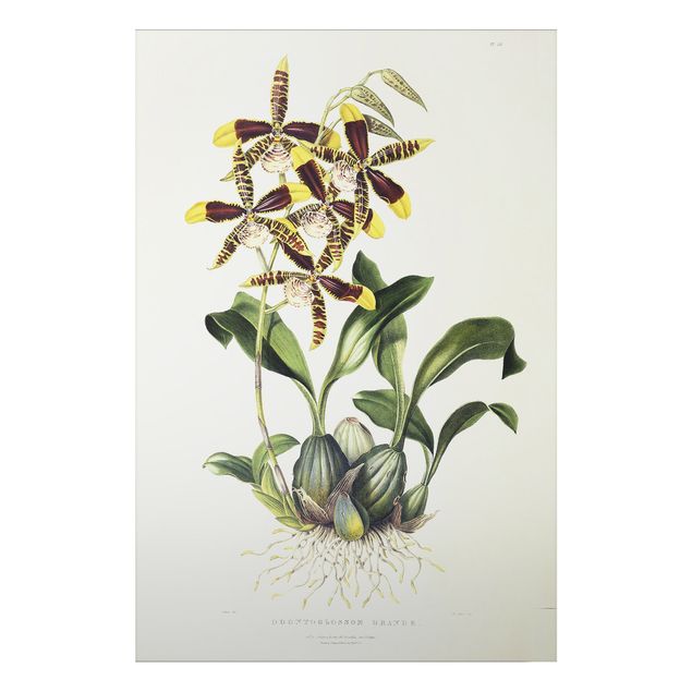 Alu Dibond Bilder Maxim Gauci - Orchidee II