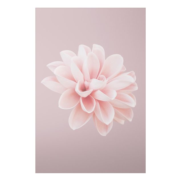 Alu-Dibond - Dahlie Blume Lavendel Rosa Weiß - Querformat