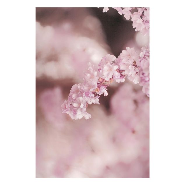 Magnettafel - Kirschblüte im Violetten Licht - Hochformat 2:3