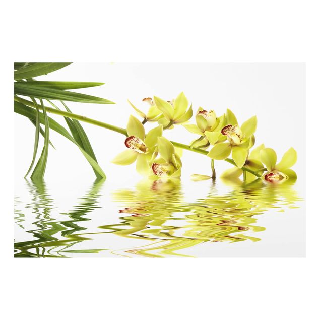 Spritzschutz Glas - Elegant Orchid Waters - Querformat - 3:2