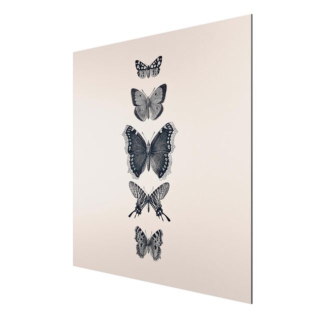 Alu-Dibond - Tusche Schmetterlinge auf Beige - Quadrat