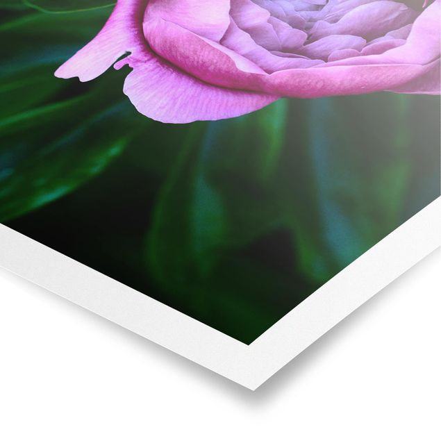 Poster bestellen Lila Pfingstrosenblüte vor Blättern