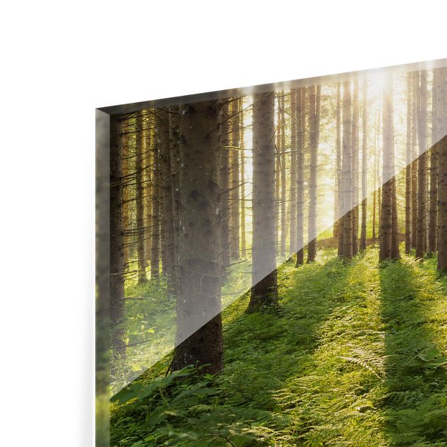 Spritzschutz Glas - Sonnenstrahlen in grünem Wald - Querformat - 3:2