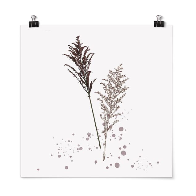 Poster - Botanisches Aquarell - Schwingelschilf - Quadrat 1:1
