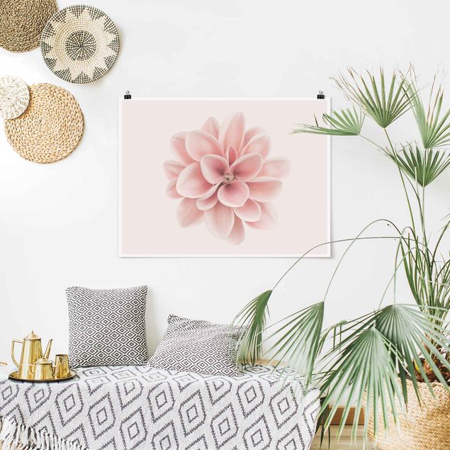Moderne Poster Dahlie Rosa Pastell Blume Zentriert