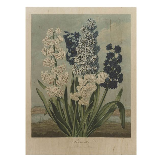 Wandbild Holz Vintage Botanik Vintage Illustration Blaue und weiße Hyazinthen