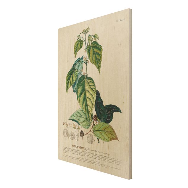 Holzbilder Vintage Botanik Illustration Kakao